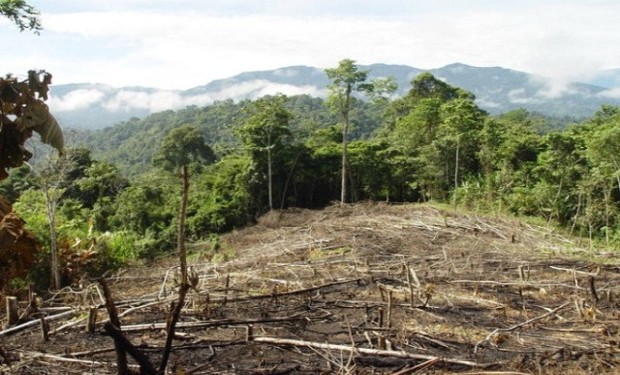 La denuncia dei vescovi dell'Amazzonia: la deforestazione in aumento incontrollato è un attentato alla vita